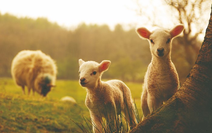 Two lambs in a field with a sheep