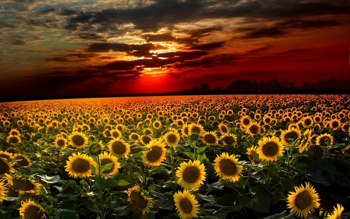 Field of sunflowers at sunset