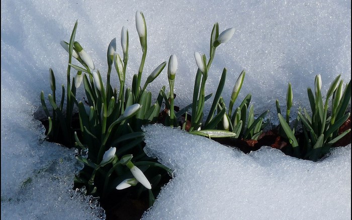 Snowdrops emerging from the snow