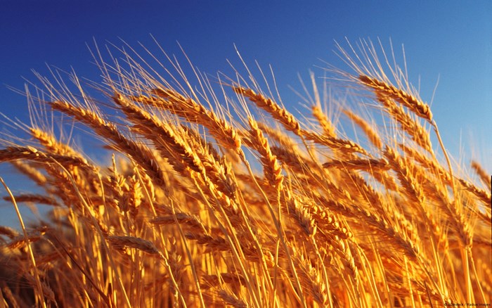 Wheat field against a blue sky