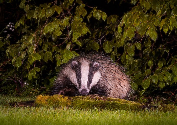 Badger in a forest setting