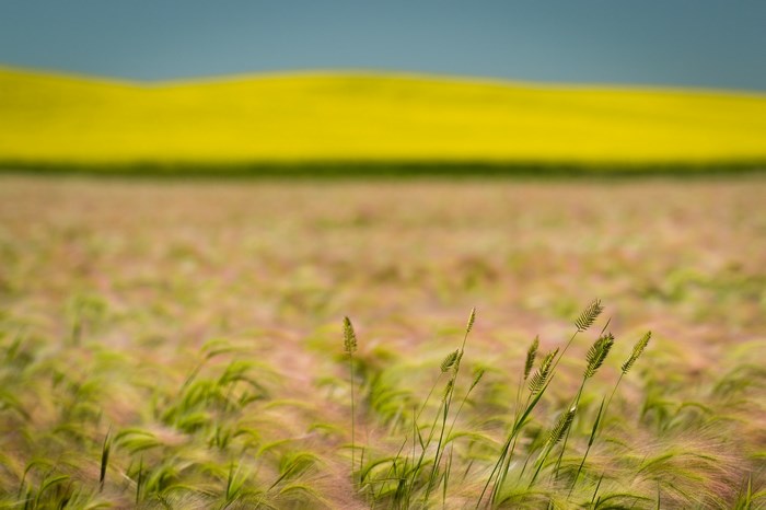 Field of wheat with yellow flowers and blue sky