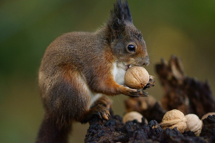 Red squirrel eating a walnut