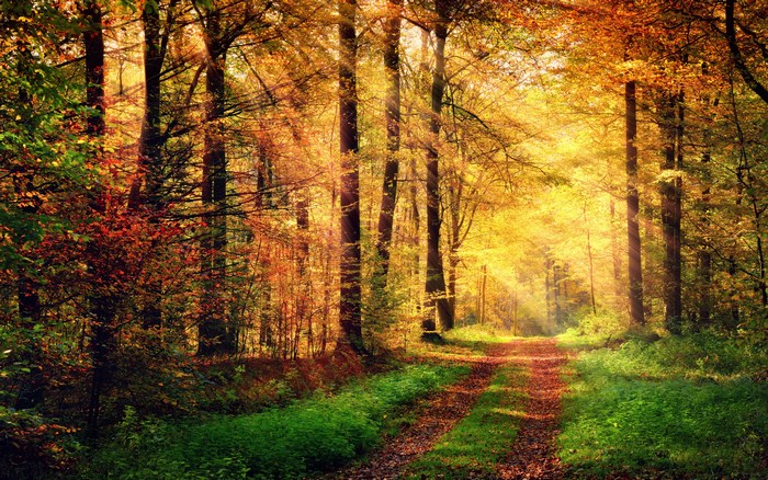Sunlit Autumn Forest Path with Vibrant Fall Foliage