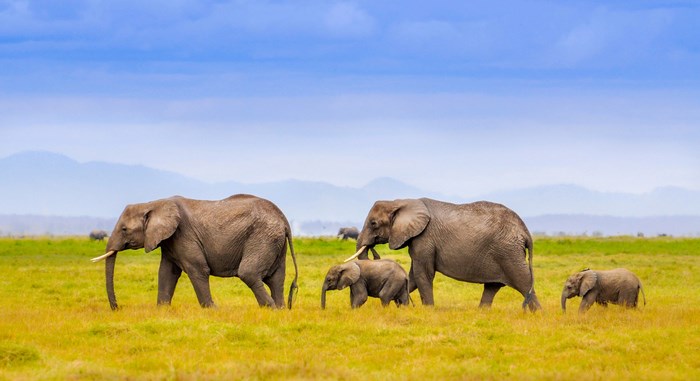 Elephants walking in a grassy field with mountains
