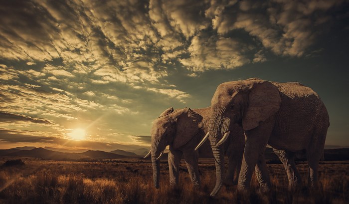 Two elephants in a savanna at sunset