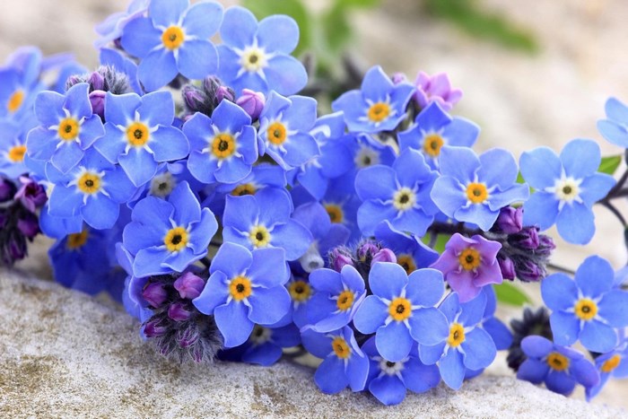 Blue Forget-Me-Not Flowers on Stone