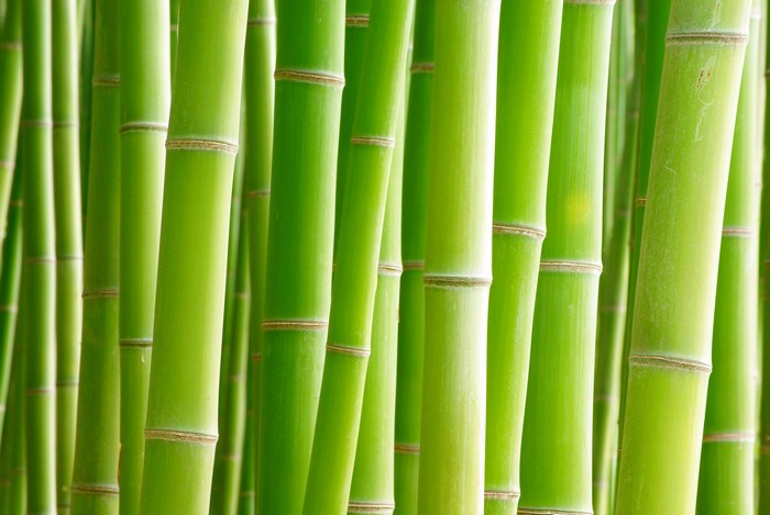 Bamboo stalks