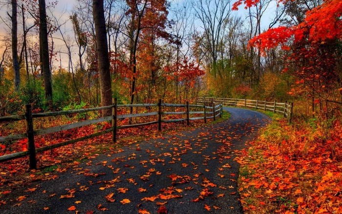 Autumn road with fallen leaves and wooden fence