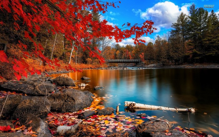Autumn river with red leaves and bridge