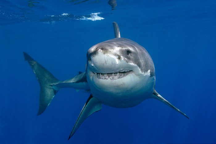 Majestic Great White Shark Swimming in Blue Ocean