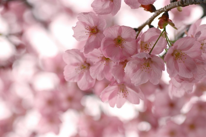 Pink cherry blossoms on a branch
