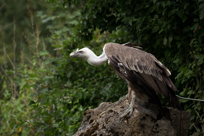 Vulture perched on a rock with green foliage