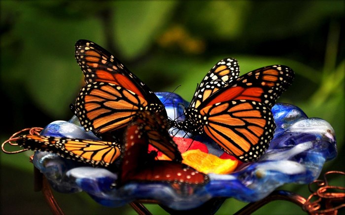 Monarch butterflies feeding on fruit