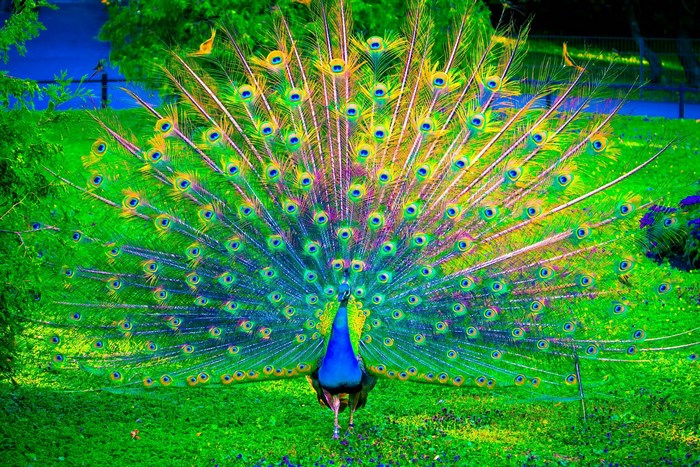 Vibrant Peacock Displaying Its Feathers in Nature