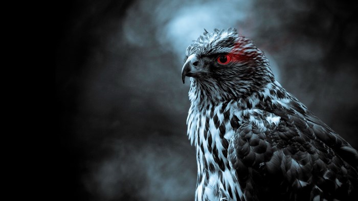 Close-up of a hawk with red eyes