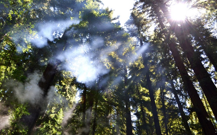 Sunlight beams through redwood trees with smoke