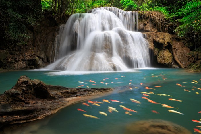 Waterfall with koi fish in turquoise water