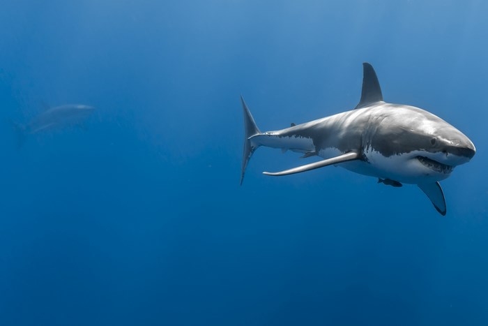 Great white shark swimming in blue ocean