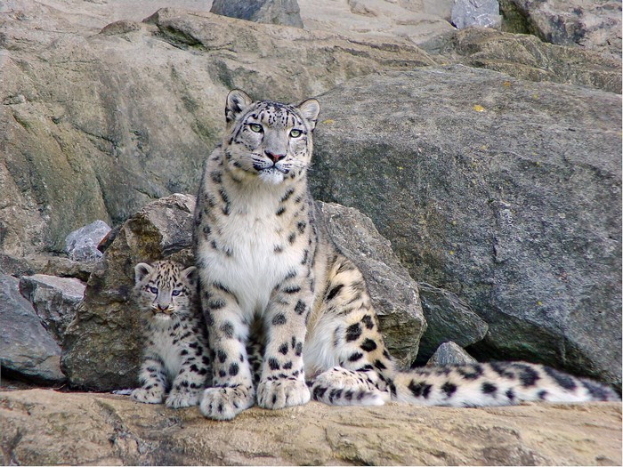 Adult Snow Leopard with Cub on Rocky Terrain