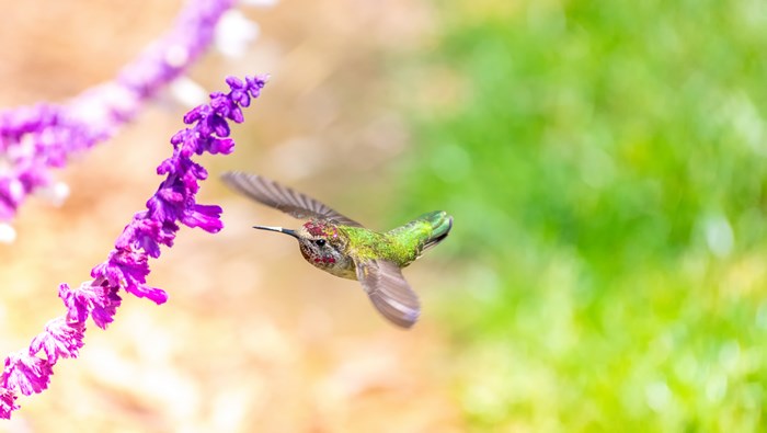 Hummingbird near purple flowers