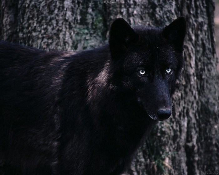 Black Timber Wolf with Blue Eyes