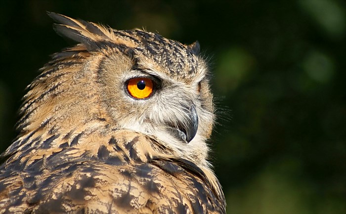 Great Horned Owl Portrait