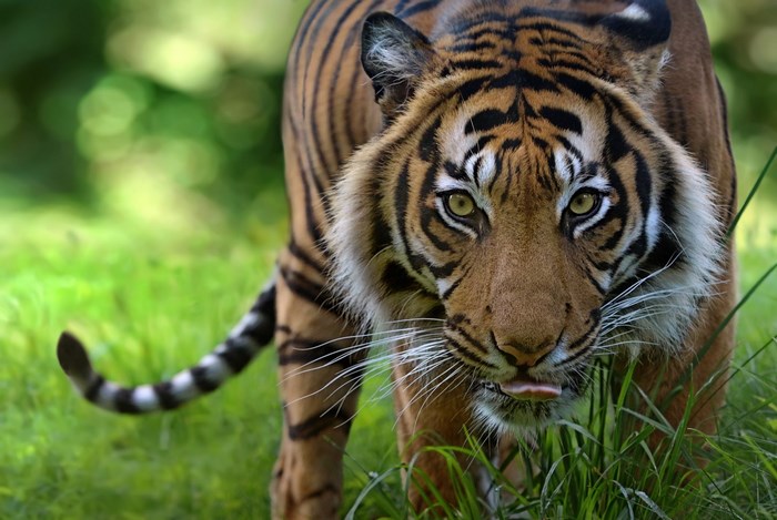 Tiger walking in green grass