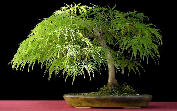 Japanese Maple Bonsai Tree