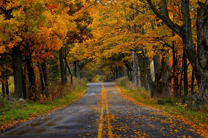 Road lined with autumn trees in fall colors