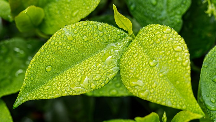 4K Ultra Hi Res Leaves with Water Droplets