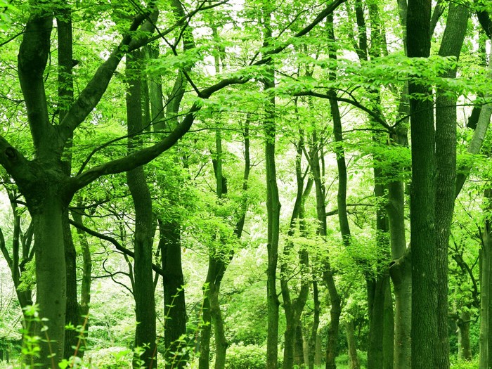 Forest with green trees