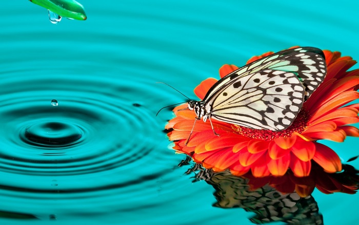 Butterfly on a flower in water