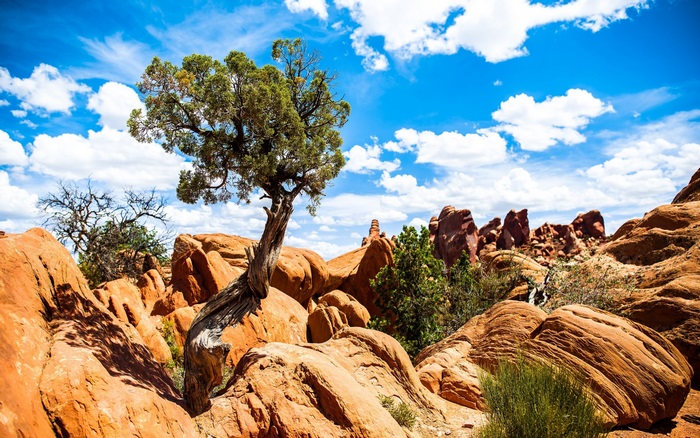 Arches National Park Juniper Tree