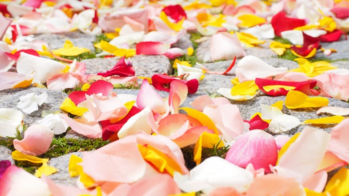 Rose petals on cobblestone path 4K