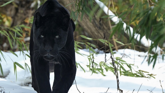Majestic Black Panther in Snowy Forest 4K