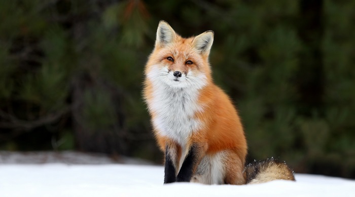 Red Fox in Snow 4K