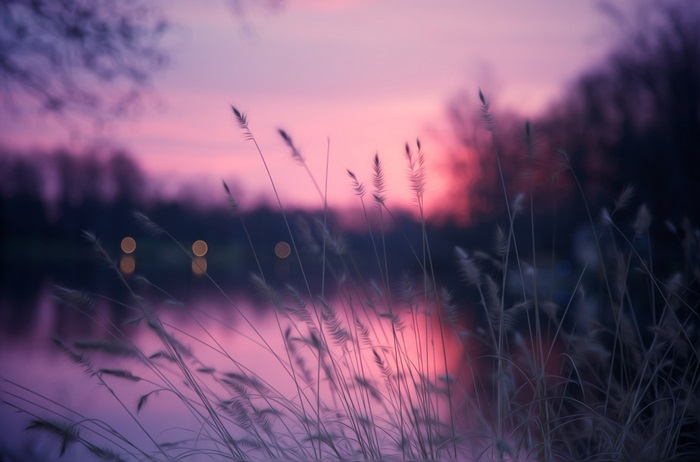 Grasses by a lake at sunset 4K