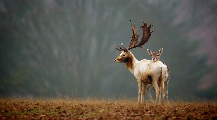 Deer in a misty forest 4K