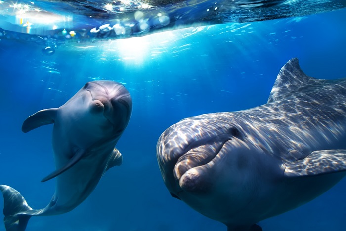 Two dolphins swimming underwater in blue ocean