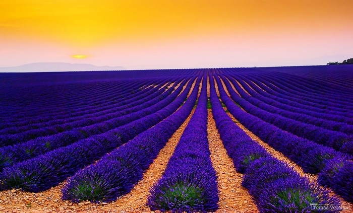 Lavender fields at sunset 4K