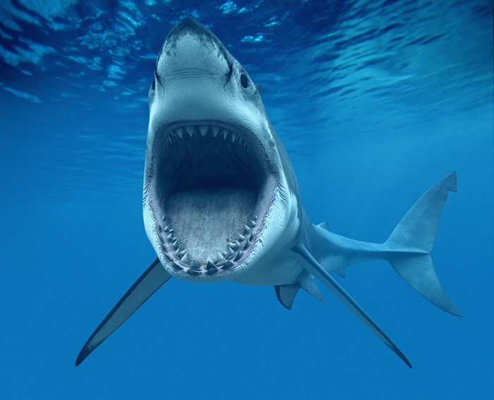 Great White Shark with Mouth Open Underwater 4K