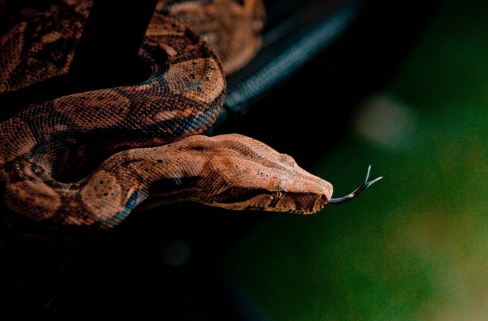 Boa Constrictor Snake with Forked Tongue