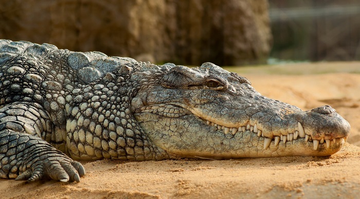 Close-Up of Nile Crocodile in 4K