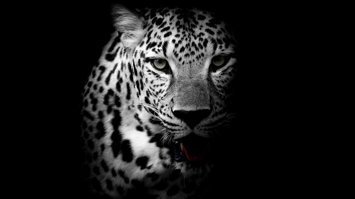 Leopard 4K