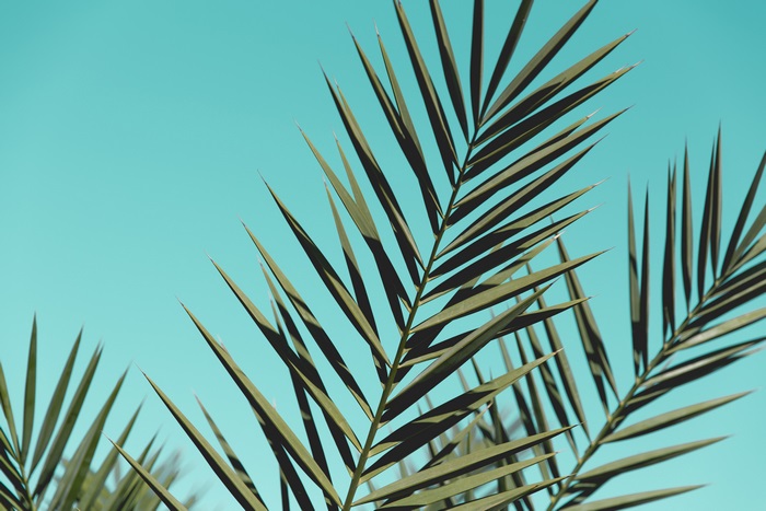 Palm leaves against a teal sky 4K