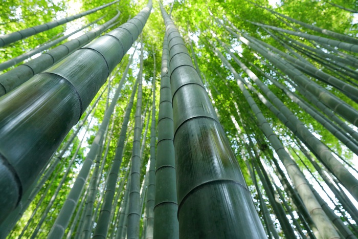 Bamboo forest 4K