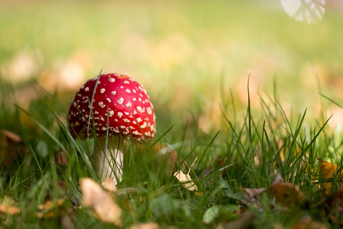 Amanita muscaria mushroom in grass 4K