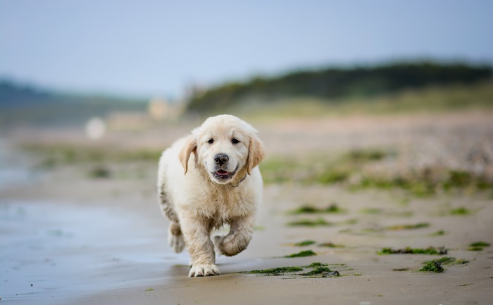 Golden Retriever puppy running on a beach