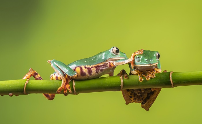 Close-up of Two Colorful Tree Frogs on Green Branch 4K